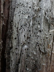 Caloplaca atrosanguinea