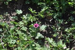 Modiolastrum gilliesii