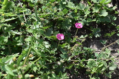 Modiolastrum gilliesii