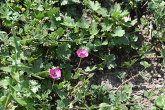 Modiolastrum gilliesii