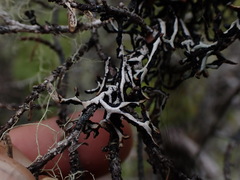 Hypogymnia duplicata