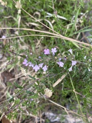 Micromeria herpyllomorpha subsp. herpyllomorpha image