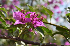 Bougainvillea glabra