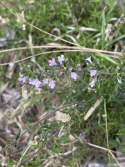 Micromeria herpyllomorpha subsp. herpyllomorpha image