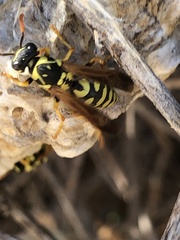 Polistes mongolicus
