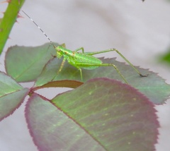 Scudderia furcata