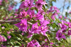 Bougainvillea glabra