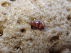 Hinea lineata