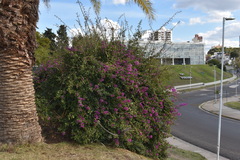 Bougainvillea glabra