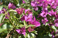 Bougainvillea glabra