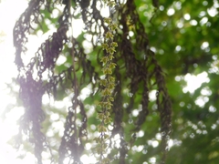 Epidendrum laucheanum