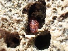 Mitrella ocellata