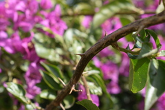 Bougainvillea glabra