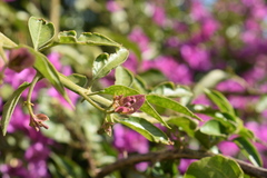 Bougainvillea glabra