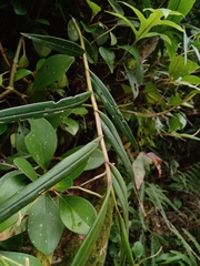 Epidendrum laucheanum