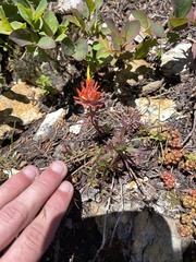 Castilleja rupicola