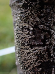 Parmeliopsis hyperopta