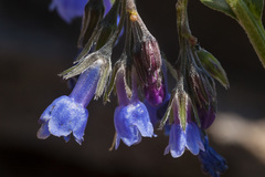 Mertensia bakeri