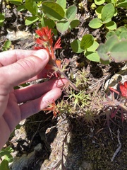 Castilleja rupicola
