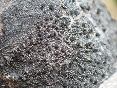 Lecanora paddensis