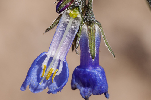 Baker's Bluebells (Mertensia bakeri)