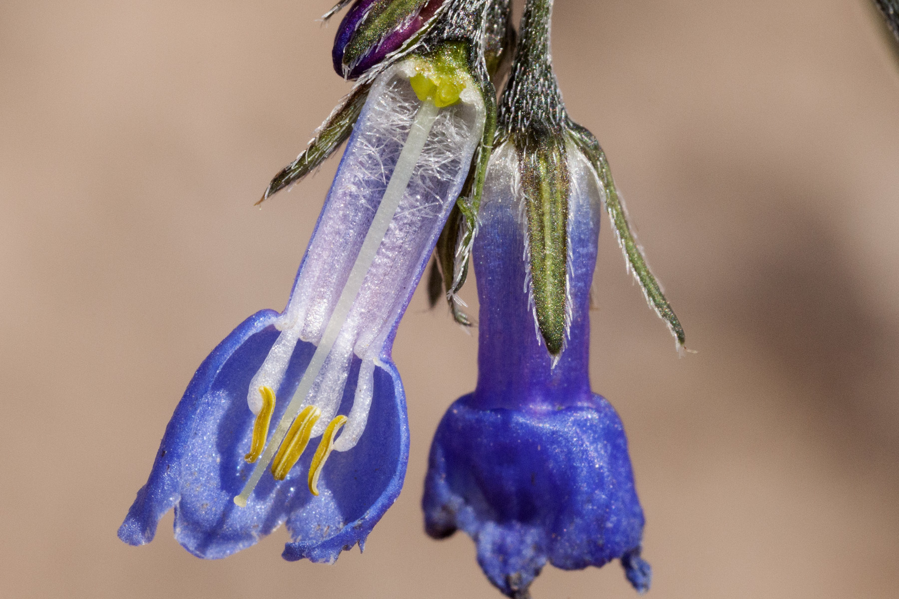 Baker's Bluebells (Mertensia bakeri)