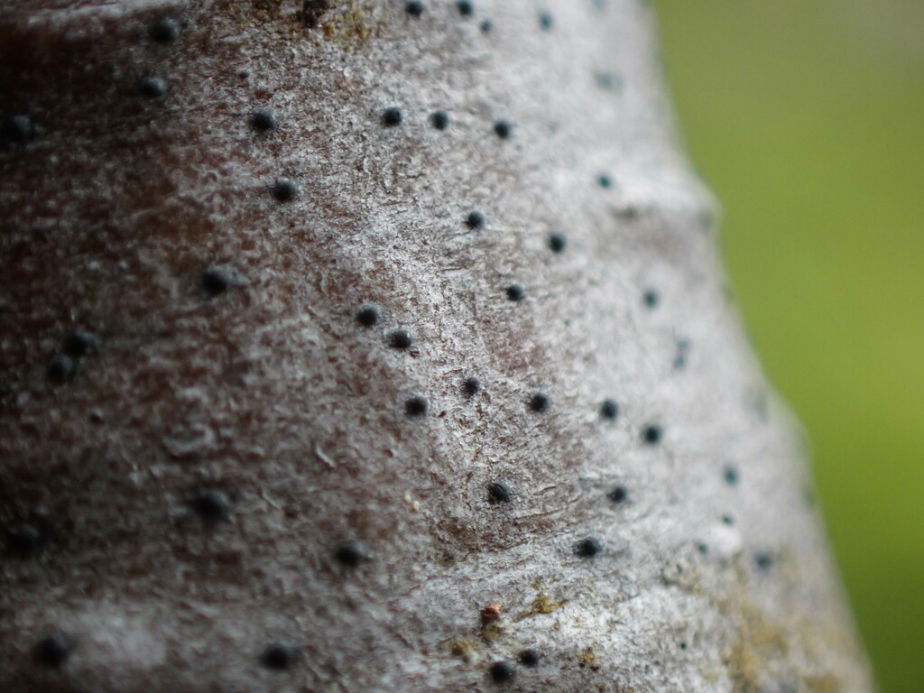 Arthopyrenia plumbaria