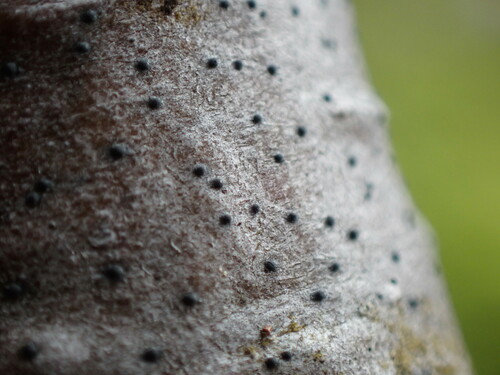 Arthopyrenia plumbaria