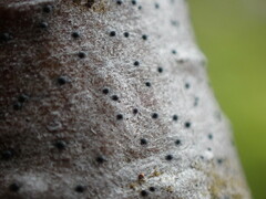 Arthopyrenia plumbaria