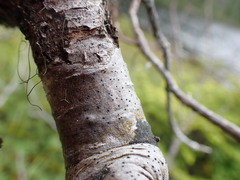 Arthopyrenia plumbaria