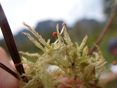 Sphagnum tenellum