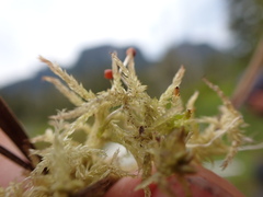 Sphagnum tenellum