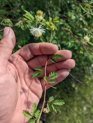 Mimosa distachya