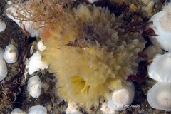 Halichondria sitiens