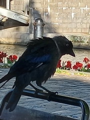 Corvus monedula