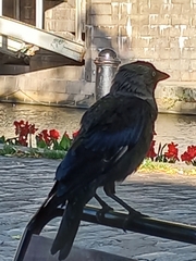 Corvus monedula