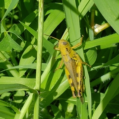 Melanoplus differentialis