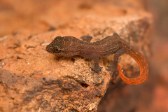 Hemidactylus albofasciatus