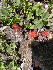 Castilleja rupicola
