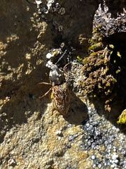 Prosternon bombycinum