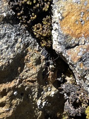 Prosternon bombycinum