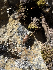 Prosternon bombycinum