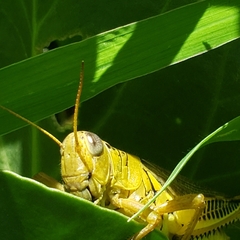 Melanoplus differentialis