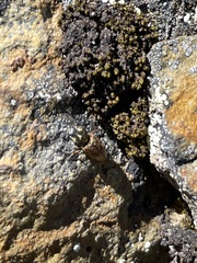 Prosternon bombycinum