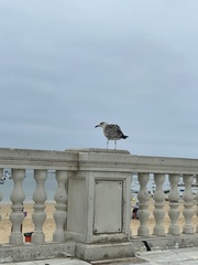 Larus