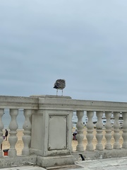 Larus