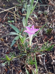 Ipomoea capillacea