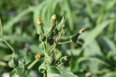 Sonchus oleraceus