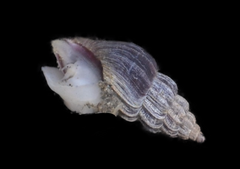 Propebela rufa