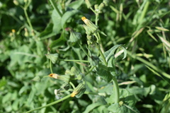 Sonchus oleraceus